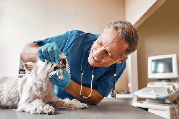 Best Emergency Dental Care for Trauma or Injury in Central Garage, VA